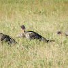 Wild Turkey