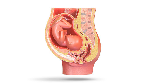 Fetus in the Uterus 3D