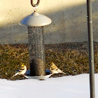 American Goldfinch