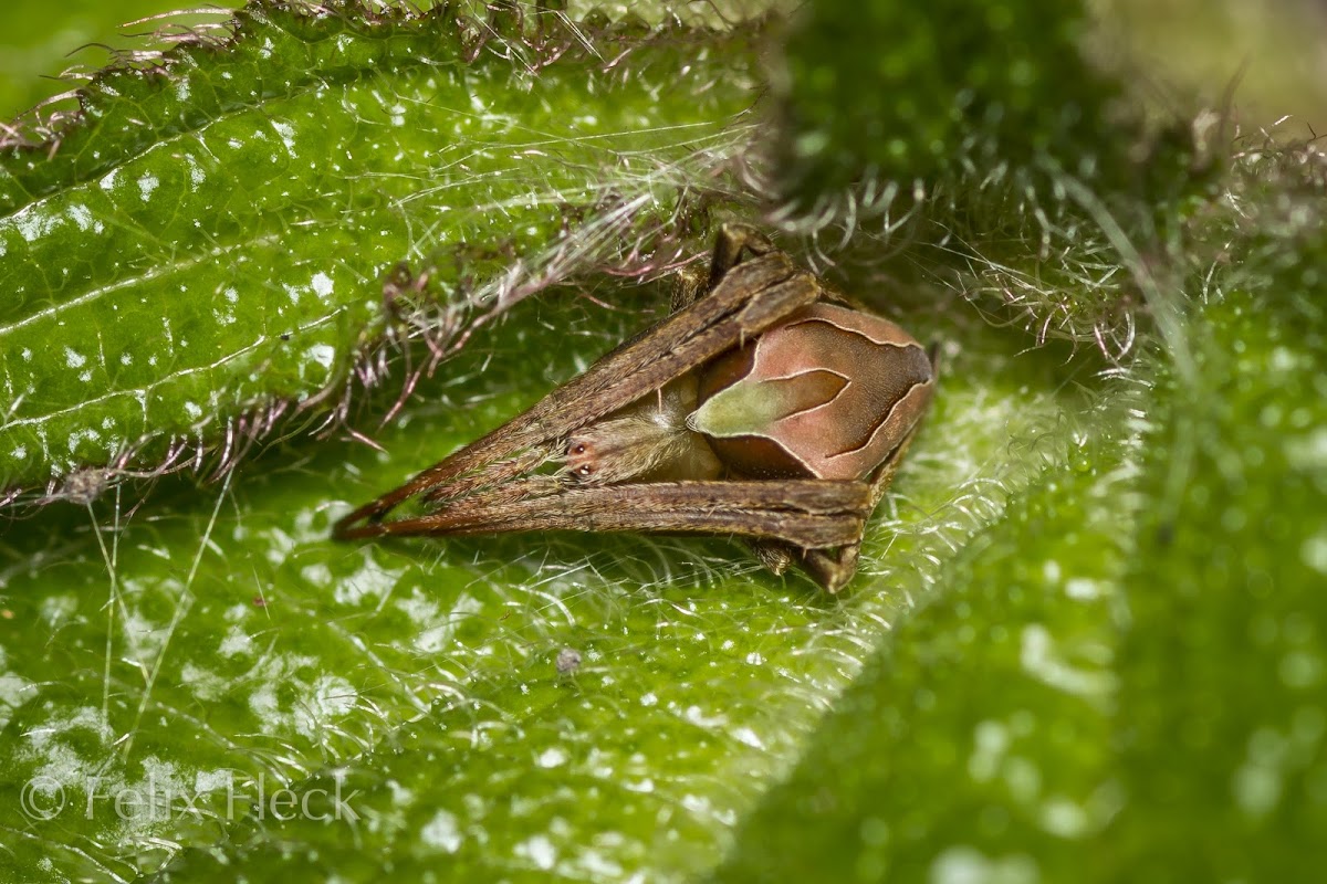 Orbweaver