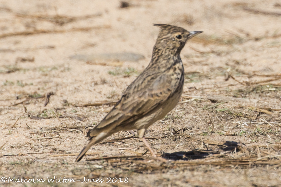 Crested Lark