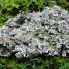 Pink Earth Lichen