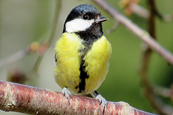 Great Tit  Project Noah