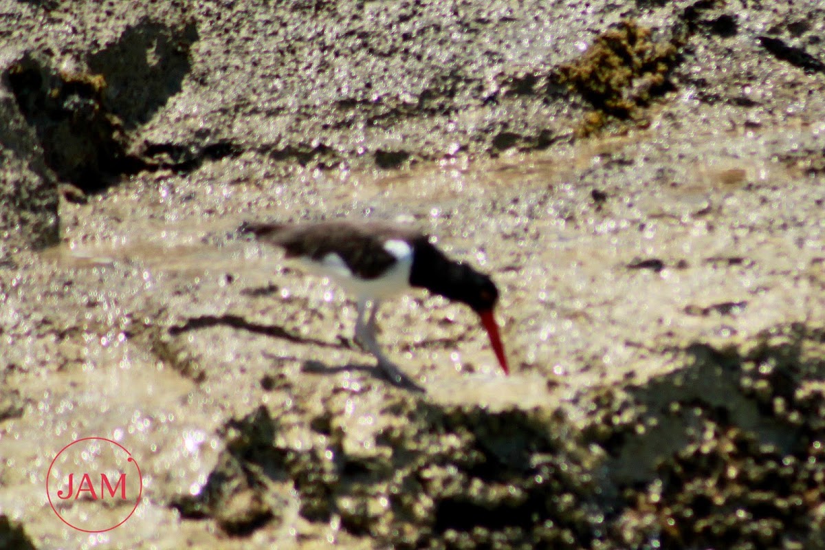 American Oystercatcher