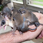 White-bellied Slender Opossum