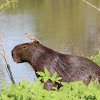 Capivara