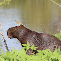 Capivara