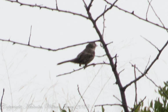 Sardinian Warbler; Curruca Cabicinegra