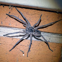 Garden Wolf Spider