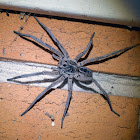 Garden Wolf Spider