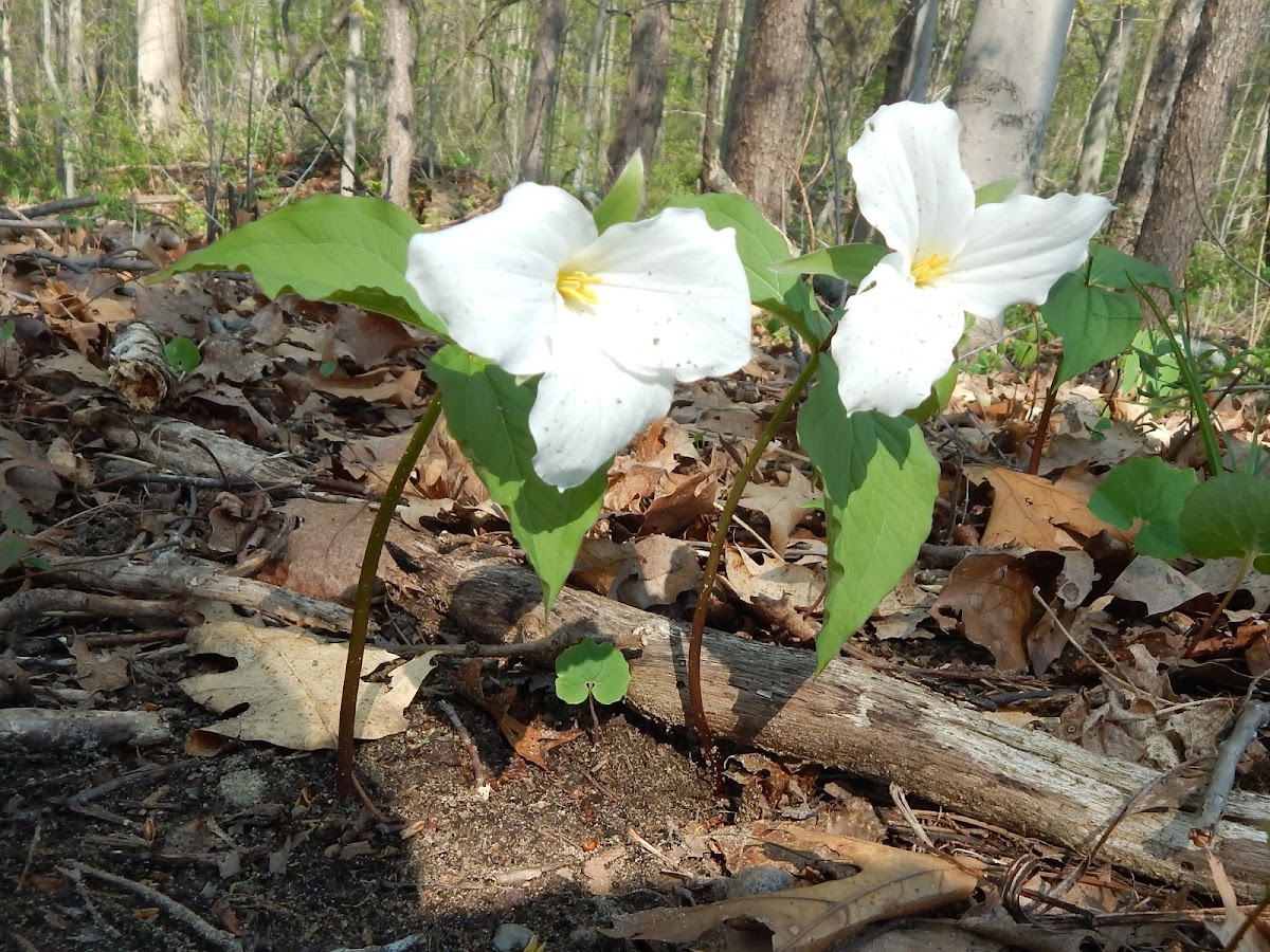 Common Trillium