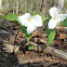 Common Trillium