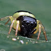 Bumblebee Jumping Spider