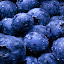 Blueberries Search
