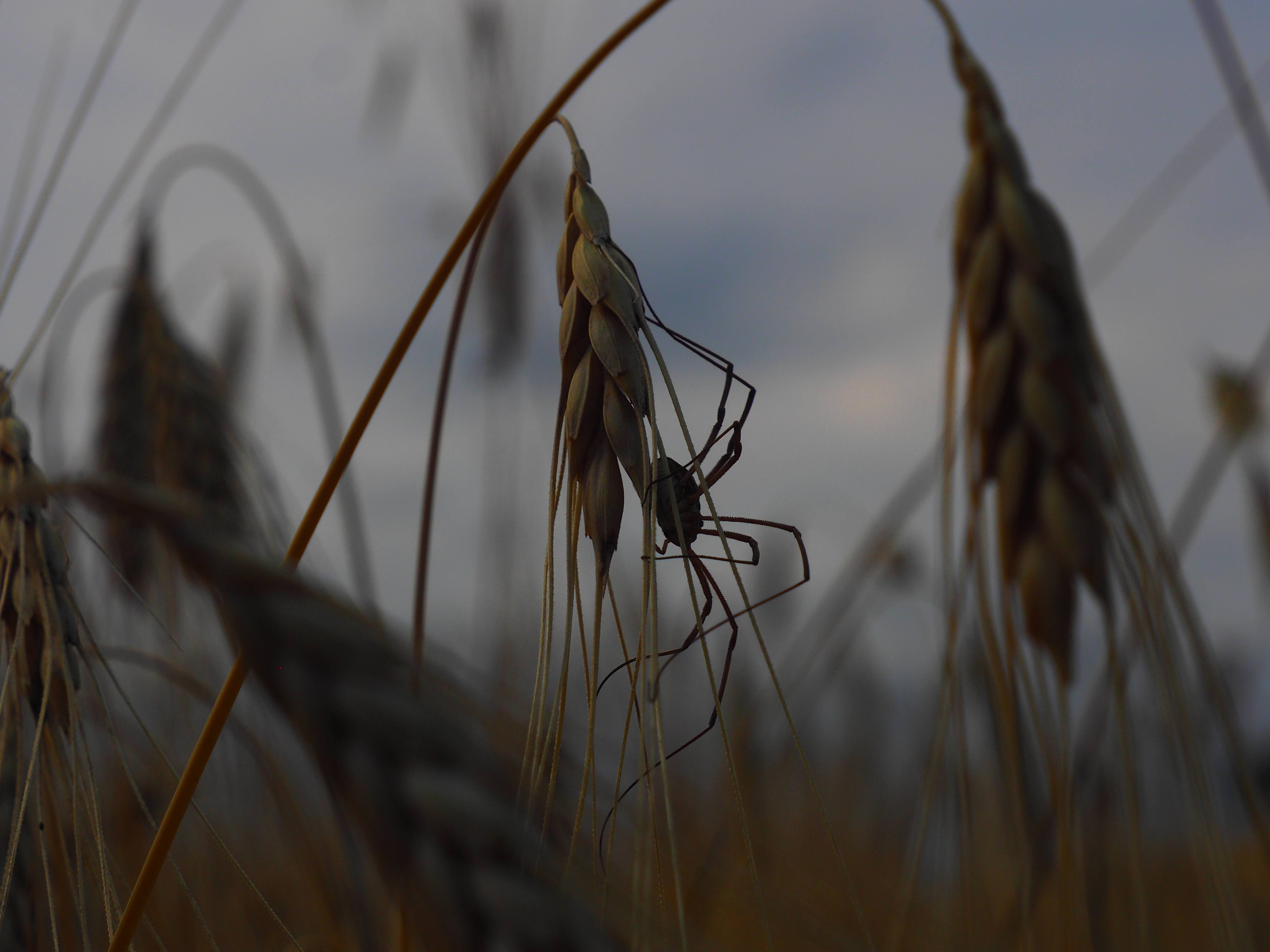 La leggerezza della spiga di grano di Soraya23