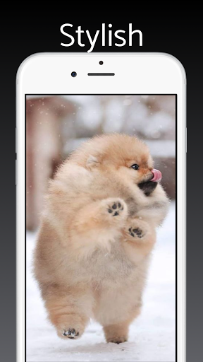 Screenshot Pomeranian Dog Wallpapers 4k