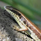 Long-Tailed Sun Skink / LongTail Mabuya