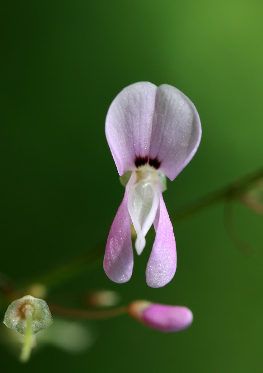 Naked-Flowered Tick Trefoil