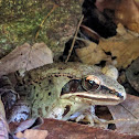 Wood Frog