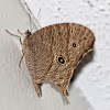 Common Evening Brown Butterfly