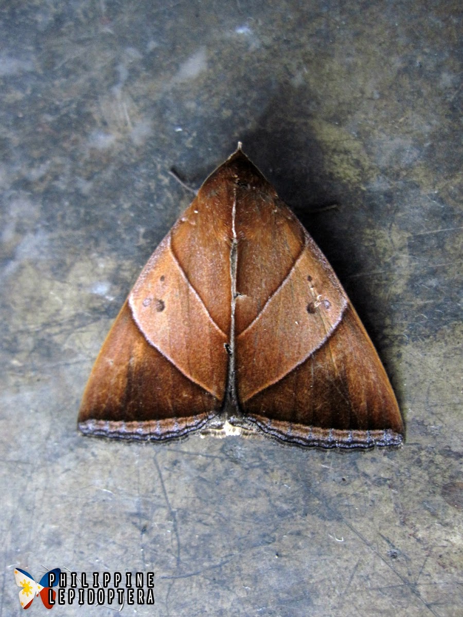 Erebid Moth