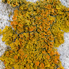 Maritime Sunburst Lichen