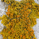 Maritime Sunburst Lichen