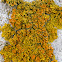 Maritime Sunburst Lichen