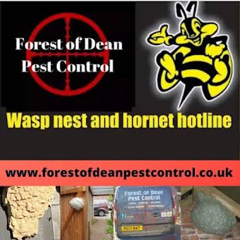 Wasp Nests album cover