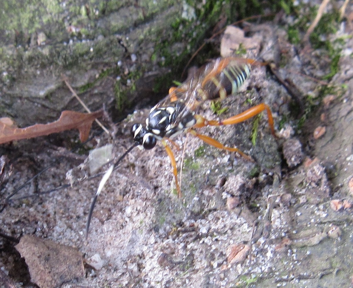 Ichneumon Wasp female