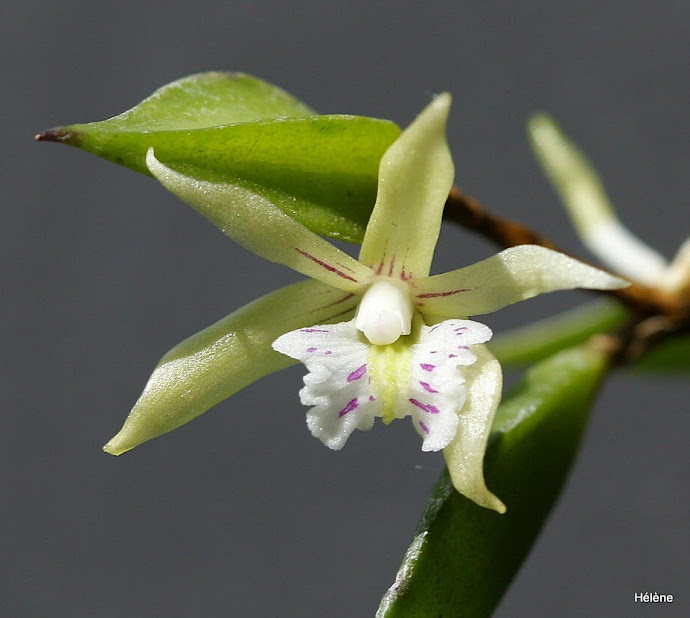 Dendrobium pugioniforme Y71jp-egLX8qi1Xx6EWiFYBR2JPV-sd5_gEeNmLTd-B4xLAIGV3HPVmpMHntVcRiAJGm2i0ooKQ-WCEZFJlrs_O6CjxDaoLnJXOyZN1e_Cf7ofTFC3twFNLg9FrWndbDsA_reyCrXEMaR-bUJLrWZ8vtGvxXePFDiWGYSl42hHLKZvyK022Ln0ER7aumxfShFfWLGgsh6VZxOoBcdHFEZFW9Mbkvz8ZxVlK-T8JILYeQA3sX3WnpqglFwIN5L_mGknGWE0zfsZVhyyk5MyfedjiGHnGv33mPDmCsSSIFPUrI6UxVqkpoWErW56JY9CGd6ph5evg9vPrtvlEJvMrEWLtIZu7TdzLS84VU-BDSVSn1VeFDvUXJxM_fKOMhxCpO4nOn6NS-cBzgNf6b-HOAMns0Szy_uOmzPt2VN2SgWQdBhIP7XsHhRmuA5TRaCPOeuzYCJrrk8BmUMndsPdM8ck3YyRVlUHHPR0mZ254nbL_euZGxIewHzA8u0mptcyDYSevb53RAq0zchWXX4n0Q_ov13rHWCEQckUJ4RNB1cC2Gl7Bw0-o-hw9J7mflai-RB2l3O1x83BMC2-rAGEzeNegA-KyeME2Dd7OGfh6frf0tP2iBk4TZQ96M_q7vSkfhpqeGmSl7zWYB9vceWXghfAbVoGZlxD9ksTJM8tJuYk4=w690-h619-no