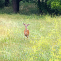 White-tailed Deer Buck (Male)