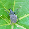 Vine weevil