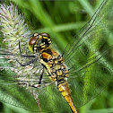 Black Darter