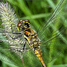 Black Darter