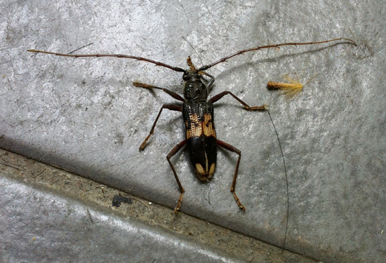 Eucalyptus Long-horned Borer