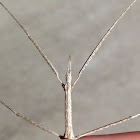 Western Short-horned Stick Insect