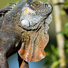 Green Iguana