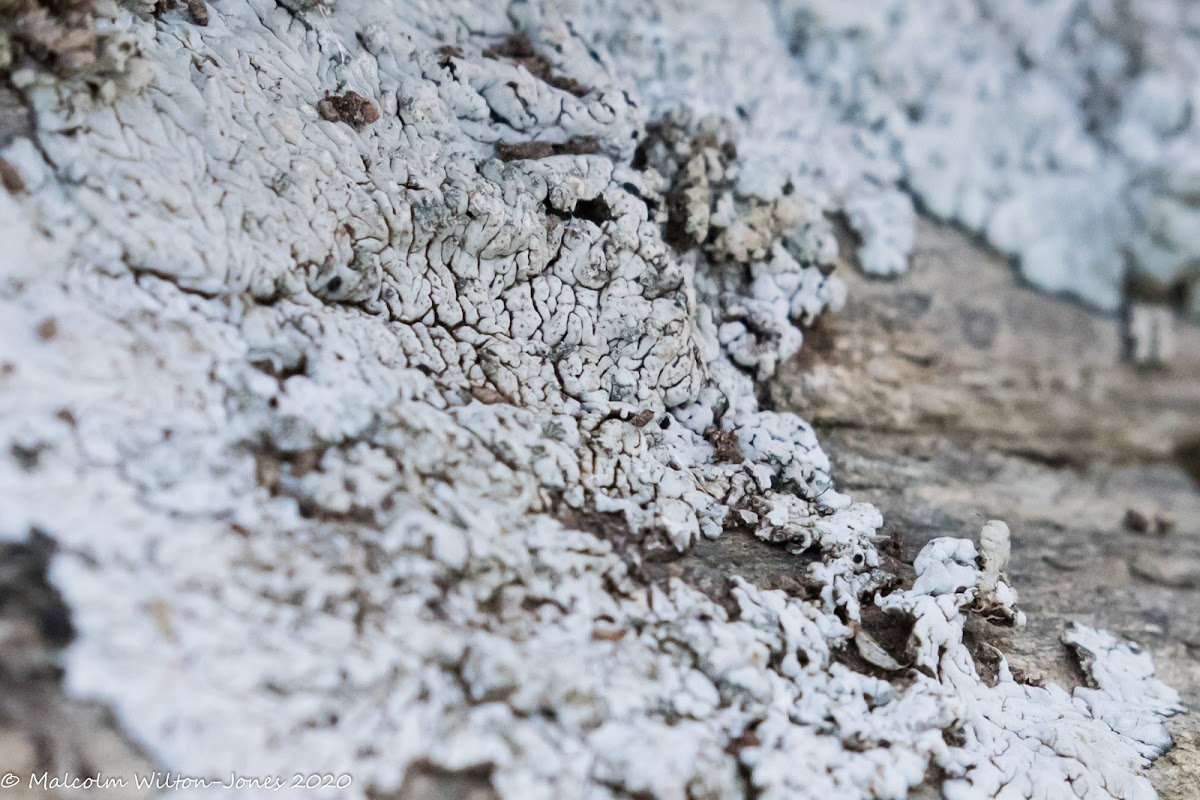 Black Shield Lichen