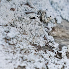 Black Shield Lichen