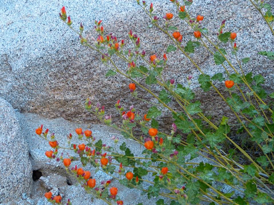 Desert globemallow