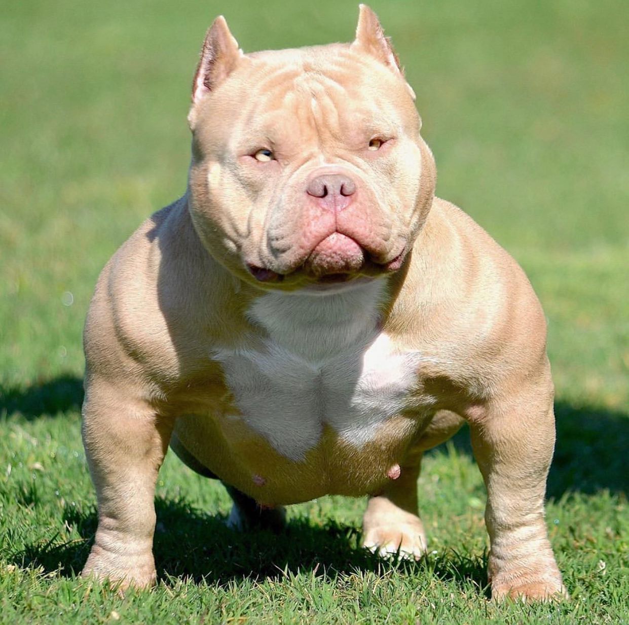 Bred to Extremes: Examining the Ethical Quandary of Exotic Bullies ...