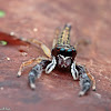 Jumping Spider