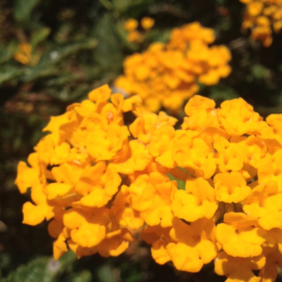 Lantana