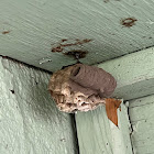 Mud Dauber Nest