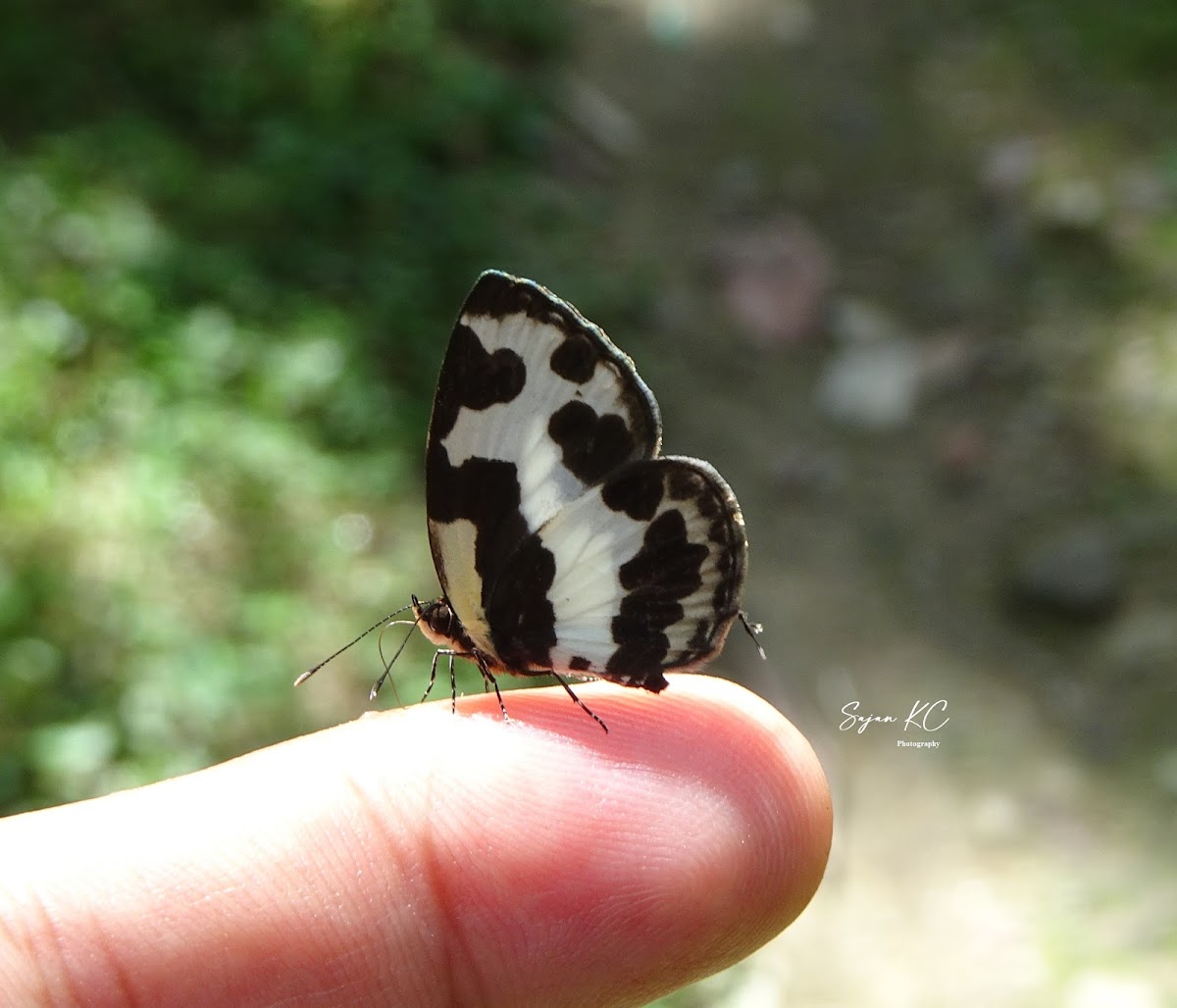 Elbowed Pierrot