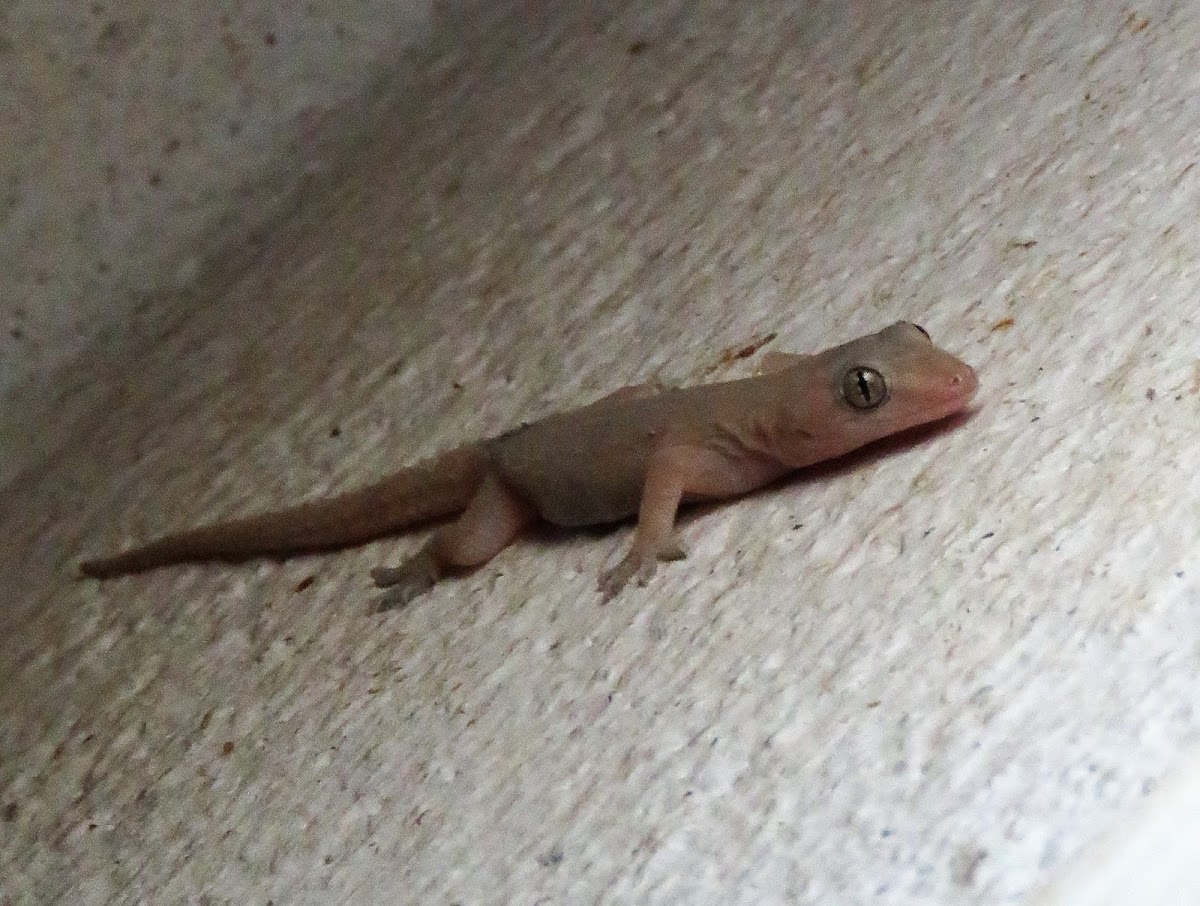 Common house gecko