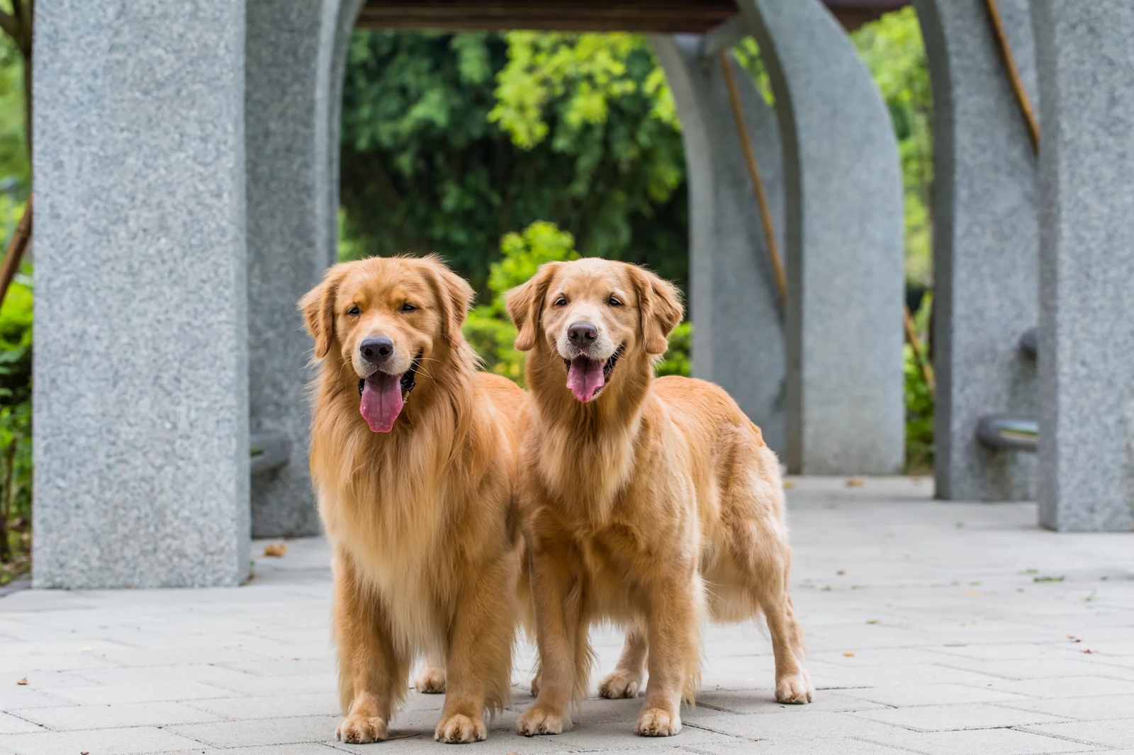 dark golden retriever breeder