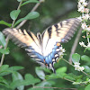 Eastern Tiger Swallowtail