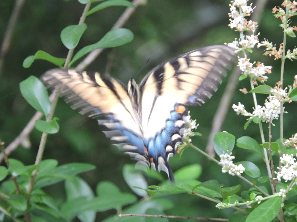 Eastern Tiger Swallowtail